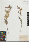 Foto von Salix lapponum L. x Salix repens L.